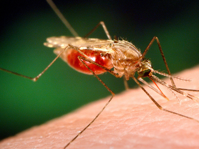 Malaria